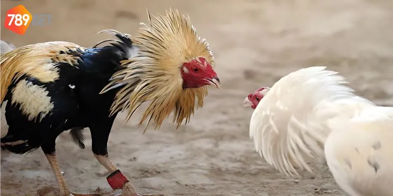 Lợi ích 789bet mang lại khi tham gia cược tại sân chơi