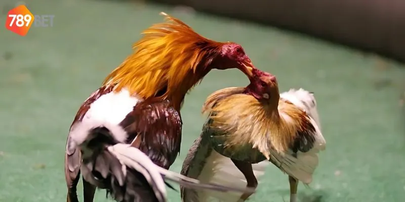 Chọi gà trực tuyến - những trận chiến đỉnh cao