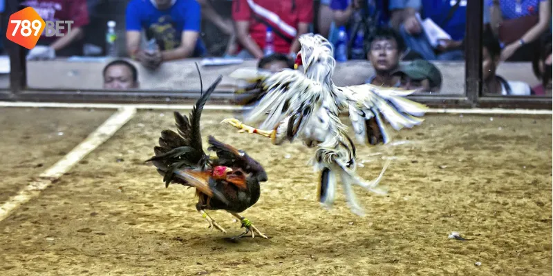 Tham gia tại 789bet để an tâm giải trí