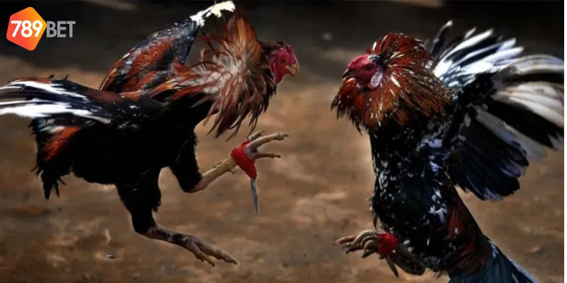 Những lý do nên tham gia cá cược tại 789bet