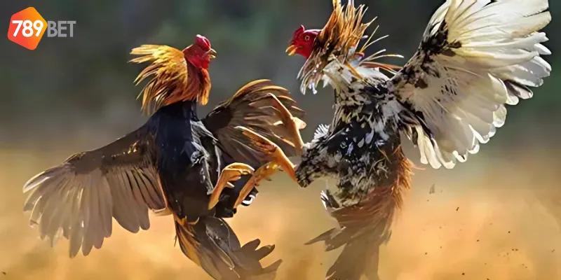 Đá gà C4 chuyên mục cá cược hấp dẫn trong từng trận đấu