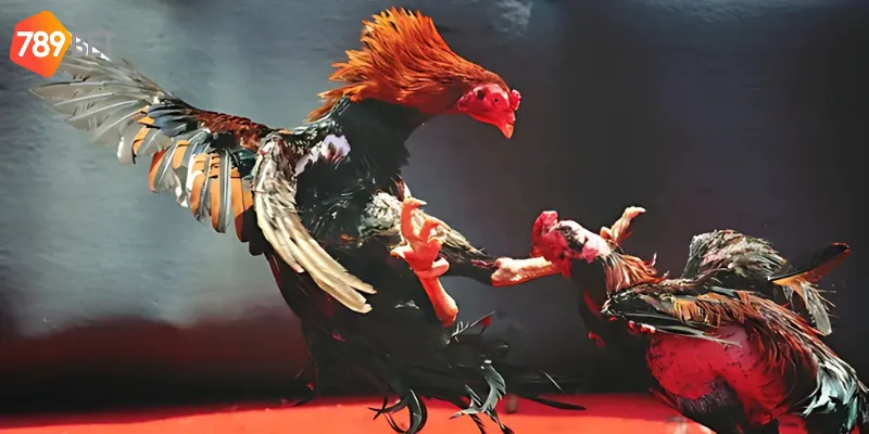 Những lưu ý để luôn chiến thắng với cược đá gà