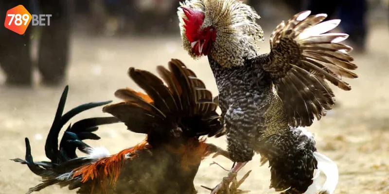 Những lưu ý giúp bạn tăng khả năng thắng trong cá cược đá gà trực tuyến