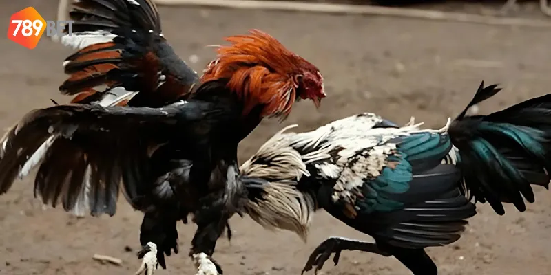 Trực tiếp đá gà Thomo - loại hình giải trí hấp dẫn