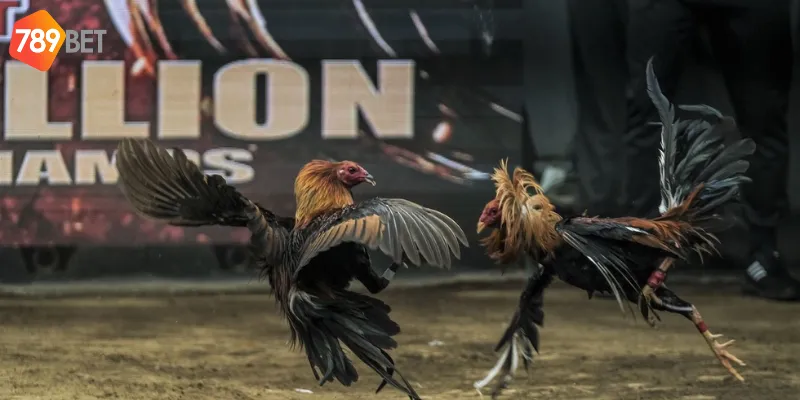 Những lợi ích nhận được khi tham gia tại 789bet