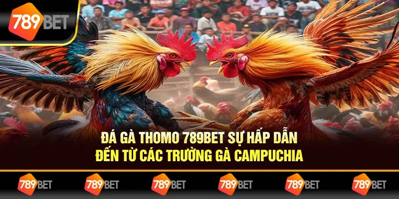 Đá Gà Thomo 789bet Sự Hấp Dẫn Đến Từ Các Trường Gà Campuchia
