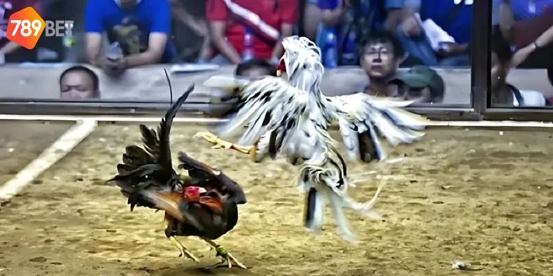Chỉ với 3 cửa cược, đá gà Thomo có cơ hội chiến thắng lớn
