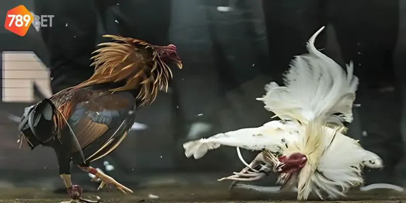 Phân tích chiến binh và chọn đúng nhà cái giúp bạn dễ dàng thắng cược