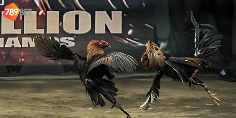 Đá gà Thomo Sự hấp dẫn đến từ những trận chiến kịch tính