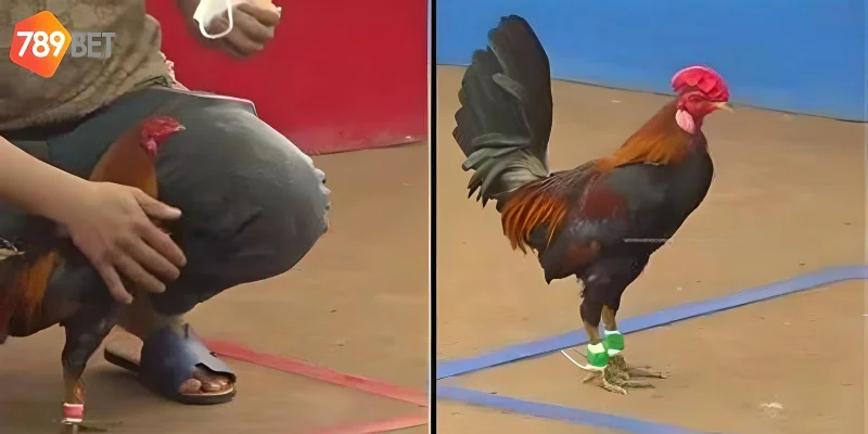 Theo dõi trận đấu để có mẹo chơi hiệu quả