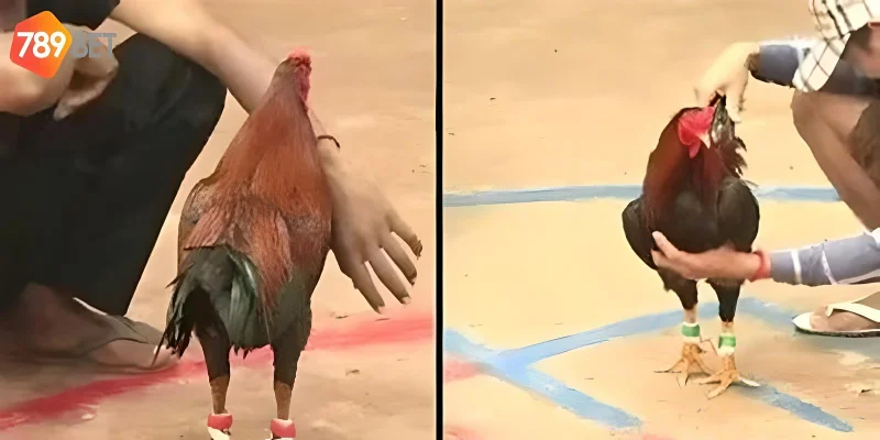 Xem và cược nhanh chóng tại nhà cái