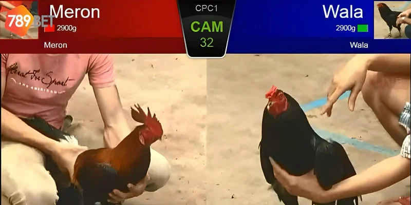 Những trận đấu đá gà được trực tiếp tại 789bet