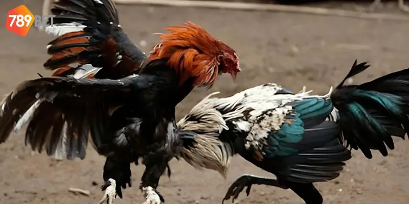 Tham gia giải trí cùng trực tiếp đá gà C3