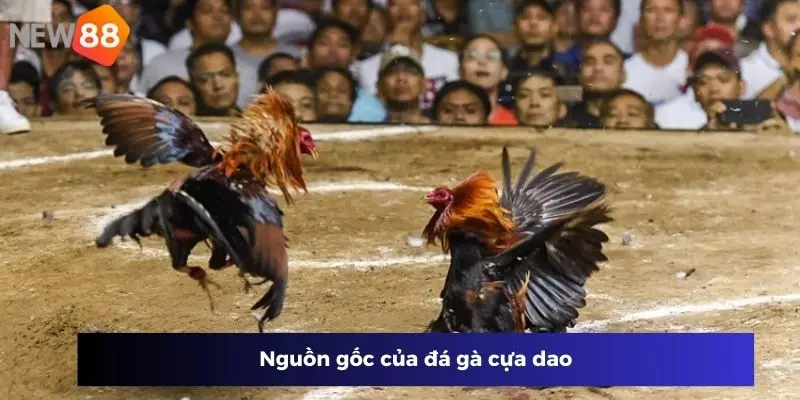 Nguồn gốc của đá gà cựa dao