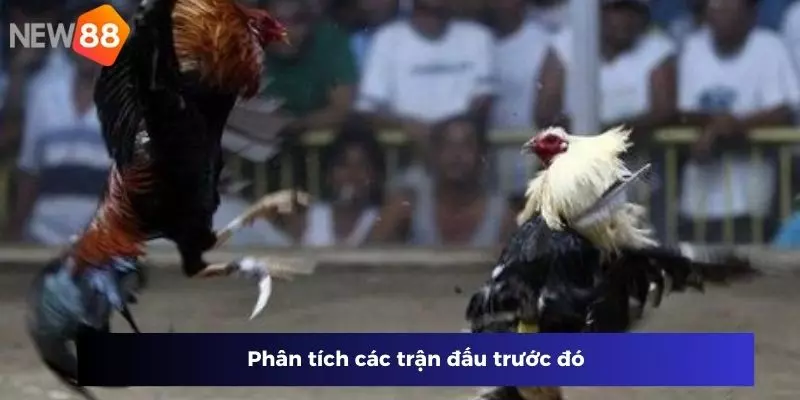 Phân tích các trận đấu đá gà cựa dao trước đó