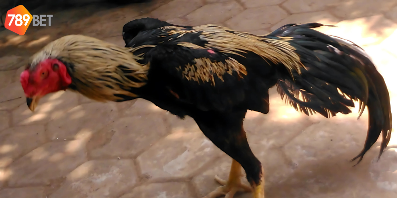 Các giống gà nổi tiếng xuất hiện ở các giải đấu