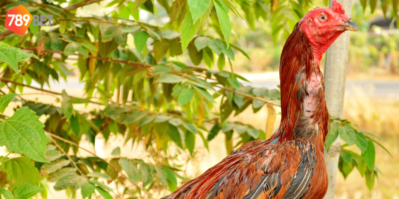 Các trận đấu kịch tính và tỷ lệ cược hấp dẫn