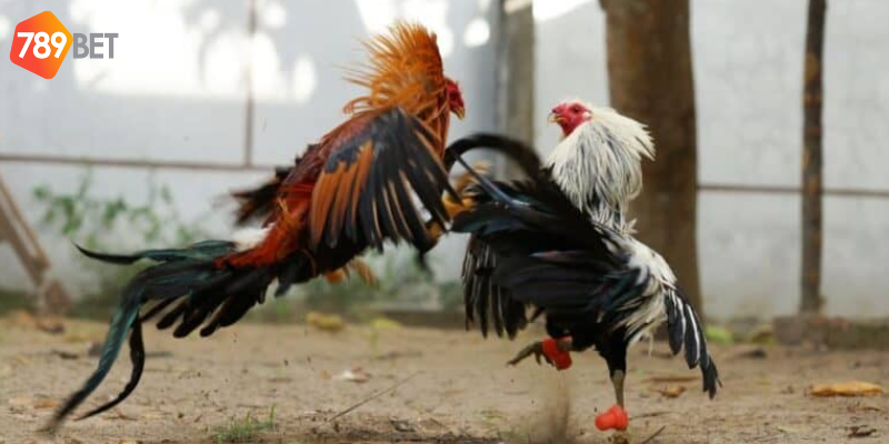 Cách xem lịch và tham gia cược dễ dàng tại 789bet