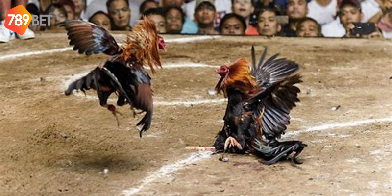 Chất lượng hình ảnh cao và kèo cược đa dạng