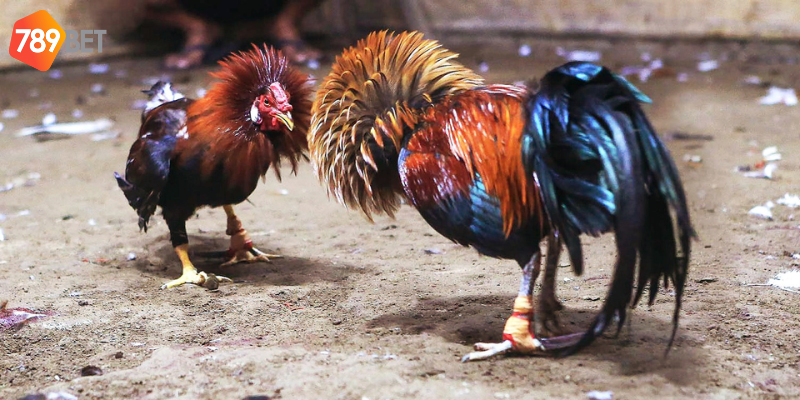 Chơi đá gà online tại 789bet
