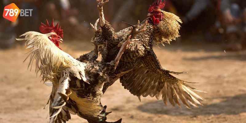 Chọn kèo phù hợp và áp dụng chiến thuật để thắng lớn