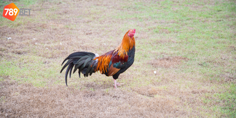 Chọn trận đấu hợp lý và chọn gà chiến mạnh