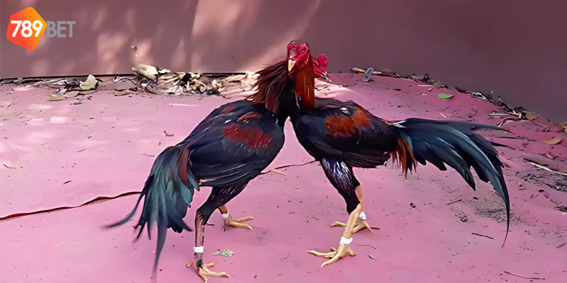 Đá gà cựa sắt trong các giải đấu quốc tế