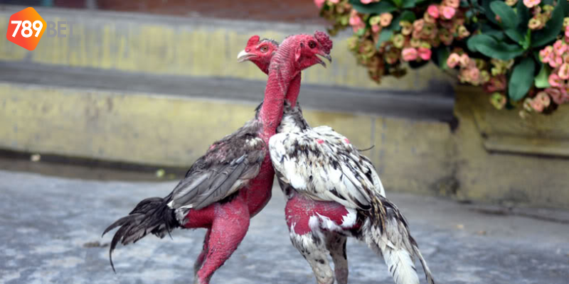 Đặt cược đá gà trực tiếp tại nền tảng 789bet