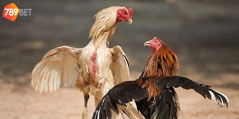 Đấu trường gà chọi 789bet