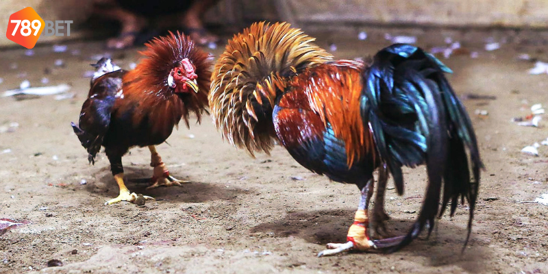 Đồ hoạ sinh động và hệ thống thưởng phong phú