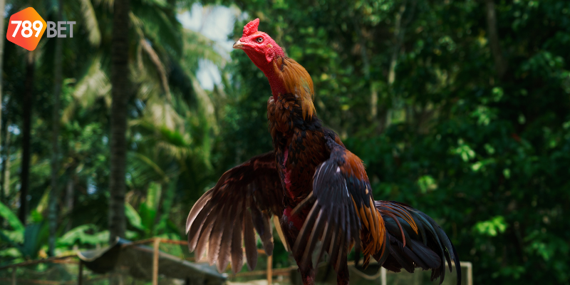 Gà chọi xứ Bắc và cá cược trực tuyến tại 789bet