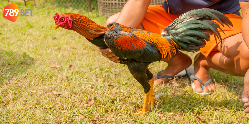 Hình ảnh chân thật và chính sách trả thưởng hấp dẫn