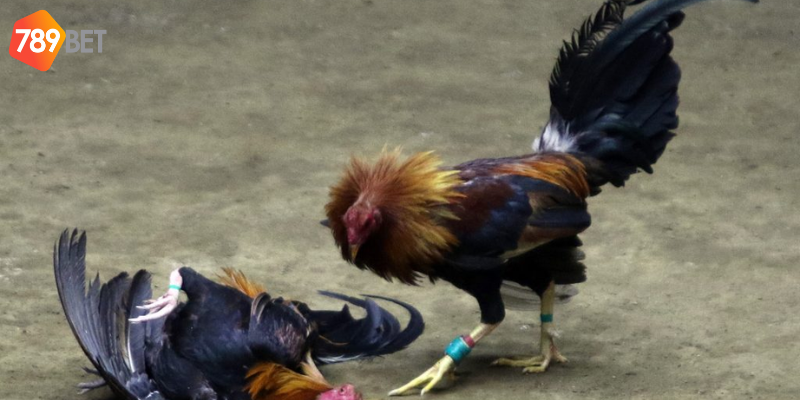 Khám phá sức hấp dẫn của đá gà 3D mô phỏng tại nhà cái