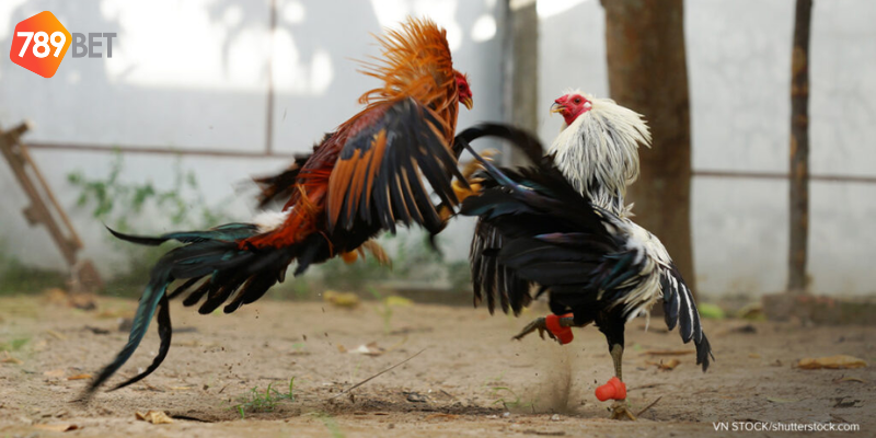 Khám phá sức hấp dẫn của đấu gà siêu chiến tại 789bet