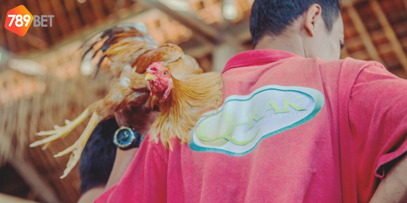 Lựa chọn giống gà và theo dõi lịch sử thi đấu