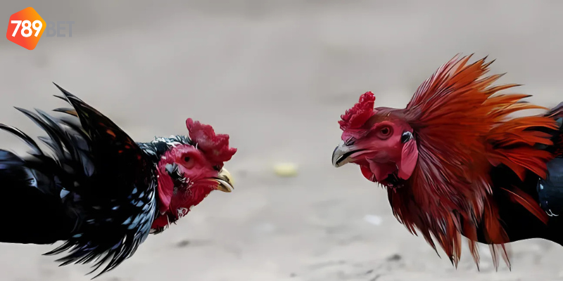 Nghiên cứu giống gà trước khi tham gia cược