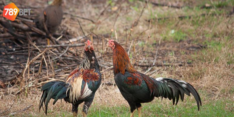 Nhiều loại kèo hấp dẫn được cung cấp