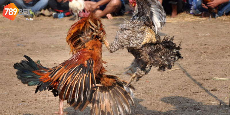 Phân tích giống gà để cược hợp lý