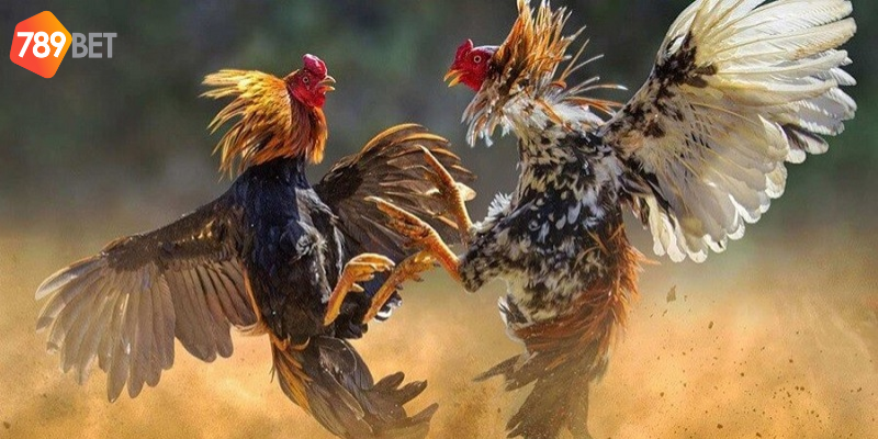 Quy trình cược đơn giản và mẹo chơi hiệu quả