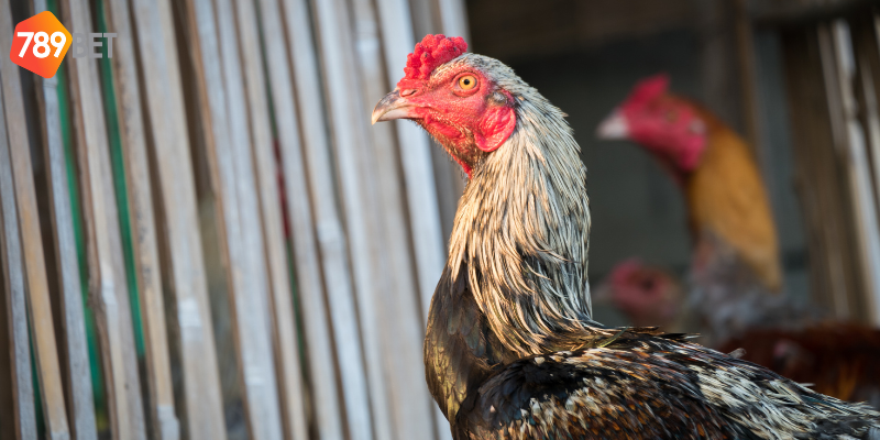 Tham gia cá cược đá gà Campuchia tại 789bet