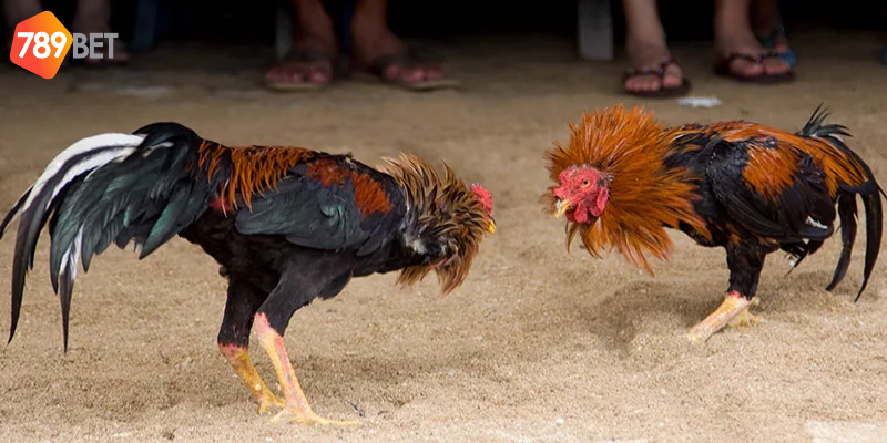 Tham gia cược đá gà thần tốc online tại 789bet