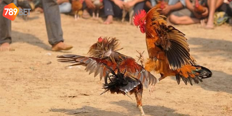 Tham gia cược một cách dễ dàng tại nhà cái