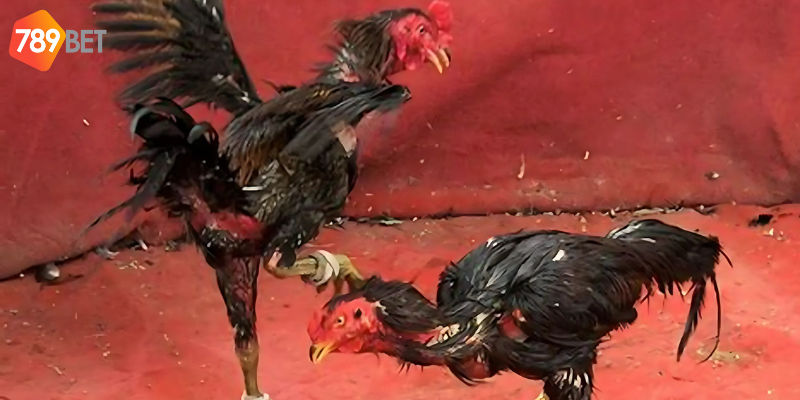 Tham gia cược nhanh chóng chỉ với vài bước