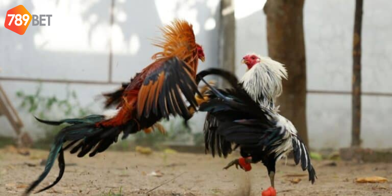 Tham gia cược nhanh chóng và thắng lớn mỗi ngày