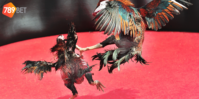 Tham gia cược và phân tích các yếu tố để thắng lớn