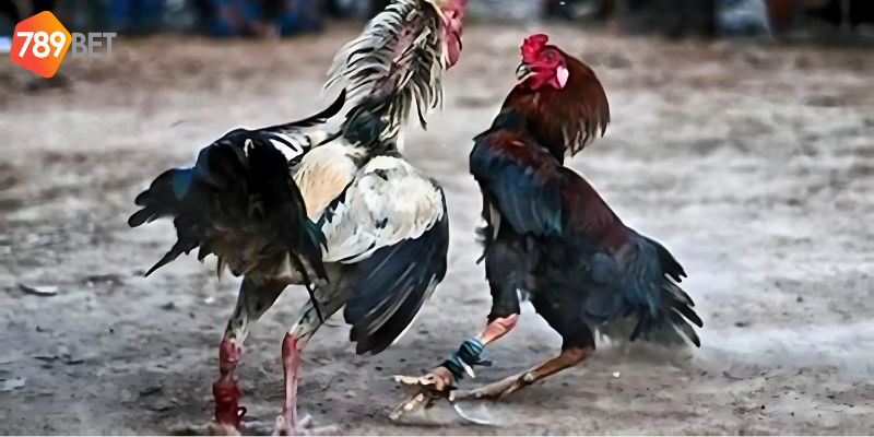 Tham gia xem và đặt cược nhanh chóng tại 789bet
