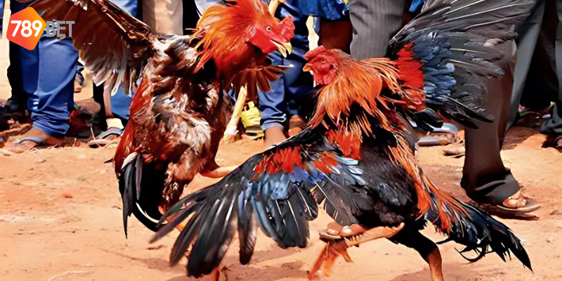 Tìm hiểu kỹ về chiến kê và tham gia đặt cược