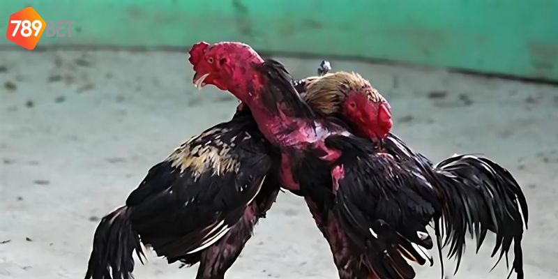 Xem trực tiếp chất lượng mọi lúc mọi nơi