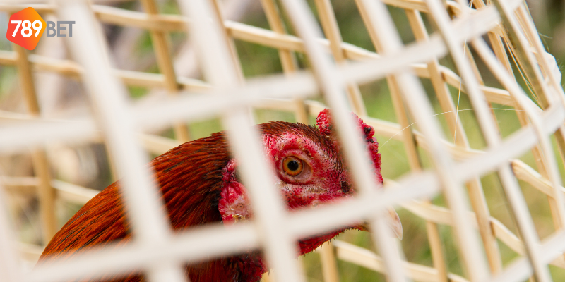 Cá cược đá gà đẳng cấp cùng nhà cái