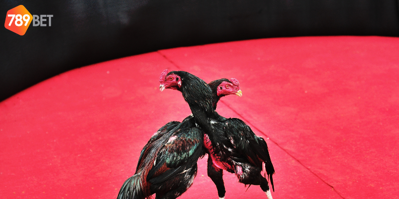 Cách đặt cược dễ dàng với tất cả người chơi